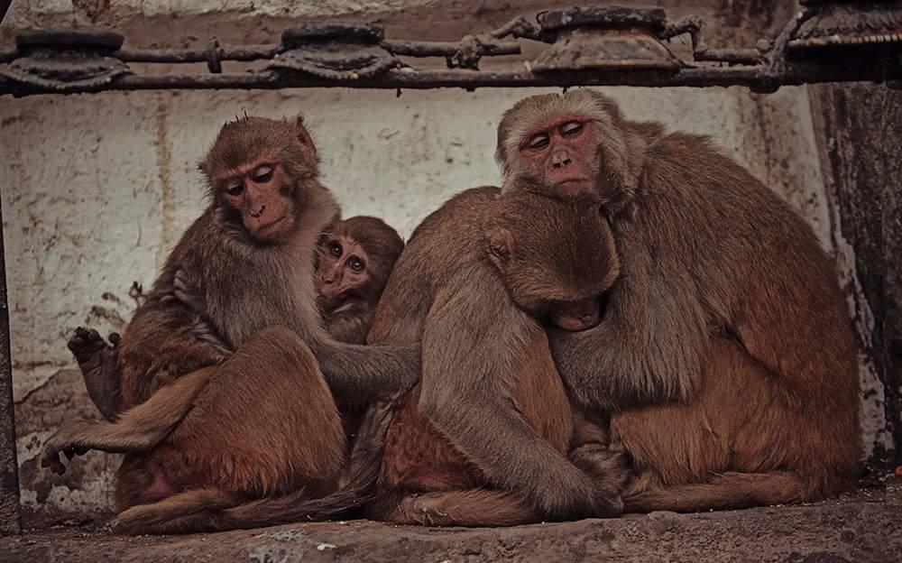 Ganga Paying Guest House Varanasi Esterno foto